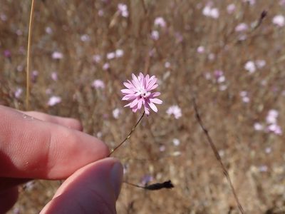 Lessingia arachnoidea