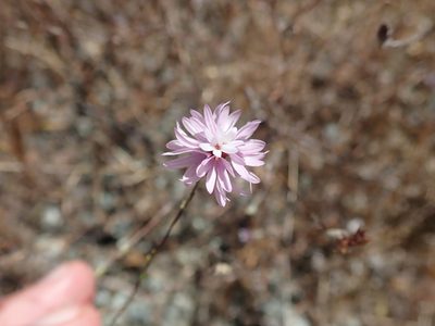 Lessingia arachnoidea, photographed by joergmlpts