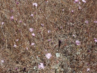 Lessingia arachnoidea, photographed by joergmlpts