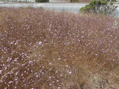 Lessingia arachnoidea, photographed by joergmlpts