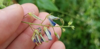 Desmodium canescens, photographed by Judson Collins