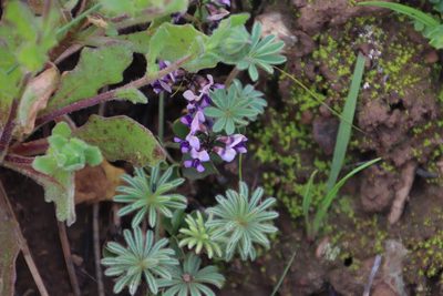 Dolichos decumbens, photographed by Tony Rebelo