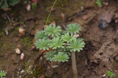 Oxalis tomentosa, photographed by Tony Rebelo