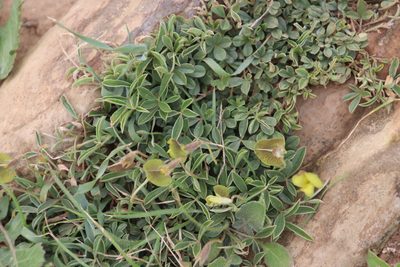 Lotononis prostrata, photographed by Tony Rebelo