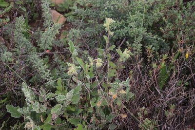 Hermannia althaeifolia, photographed by Tony Rebelo