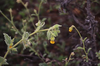 Hermannia althaeifolia, photographed by Tony Rebelo