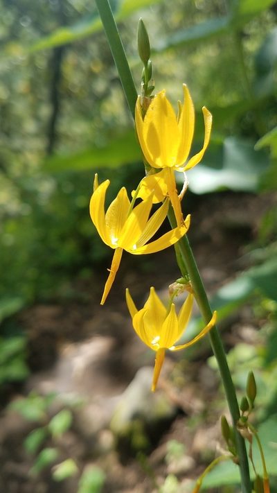 Echeandia longipedicellata, photographed by Alan Rockefeller