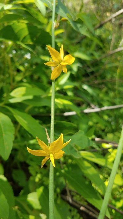 Echeandia longipedicellata, photographed by Alan Rockefeller