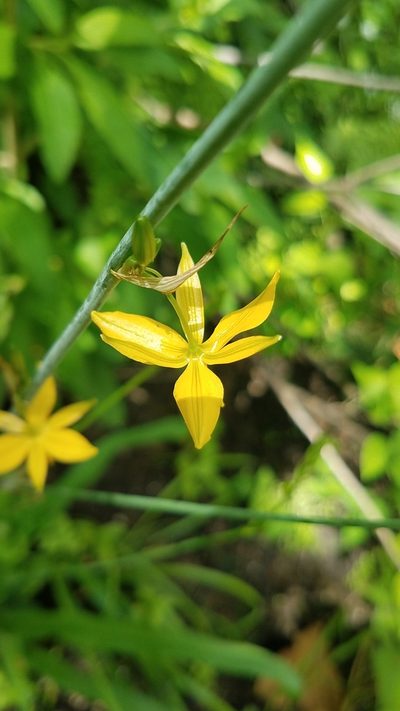 Echeandia longipedicellata, photographed by Alan Rockefeller