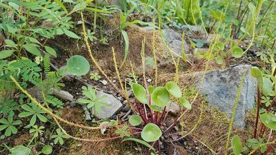 Peperomia bracteata, photographed by Alan Rockefeller