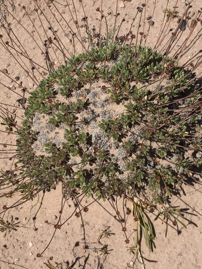 Eriogonum lachnogynum, photographed by tlaloc27
