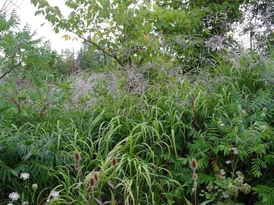 Miscanthus sacchariflorus, photographed by Reuven Martin