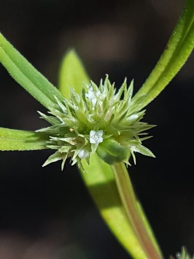 Spermacoce prostrata, photographed by Alex Abair