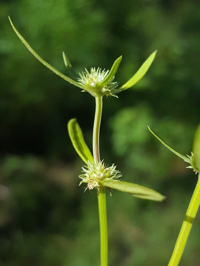 Spermacoce prostrata, photographed by Alex Abair