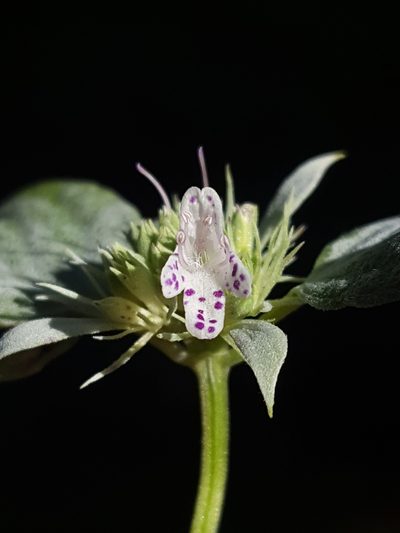 Pycnanthemum floridanum, photographed by Alex Abair