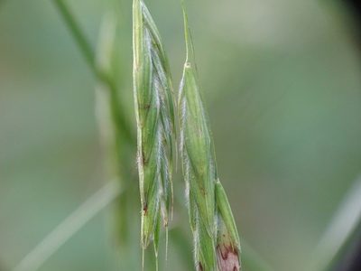 Bromus latiglumis, photographed by Reuven Martin