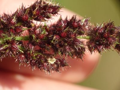 Echinochloa muricata, photographed by Reuven Martin