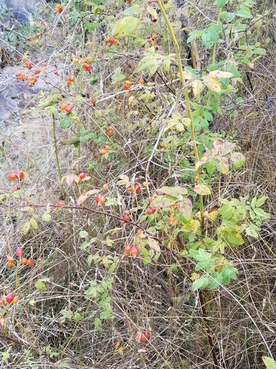 Rosa pisocarpa, photographed by Corinne Helmer