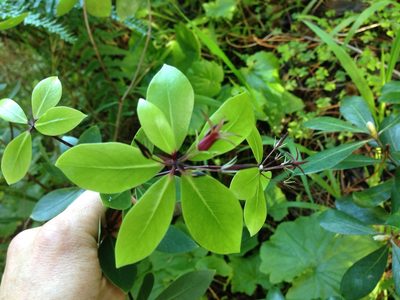 Pittosporum cornifolium, photographed by nick_goldwater