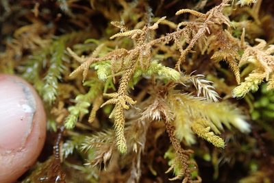 Claopodium bolanderi, photographed by Randal