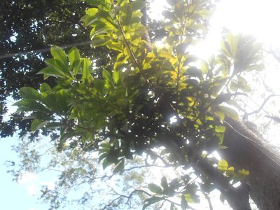 Pouteria sapota, photographed by Desiree L. Narango