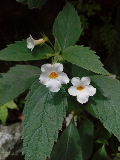 Achimenes occidentalis, photographed by Dante S. Figueroa