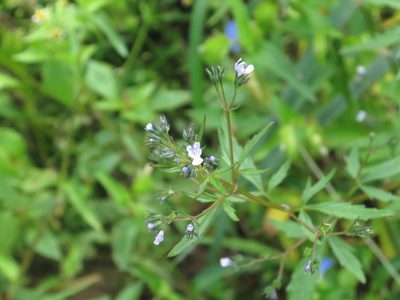Amethystea caerulea, photographed by Repina Tatyana