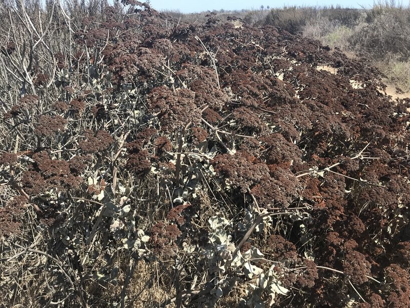 Eriogonum giganteum, photographed by Ryan Donnelly