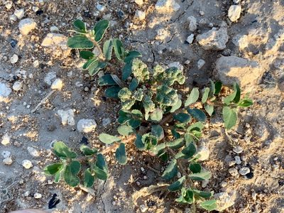 Euphorbia serrula, photographed by CK2AZ