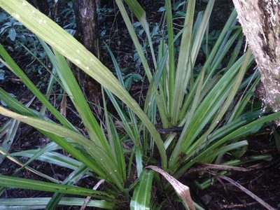 Astelia grandis, photographed by nick_goldwater