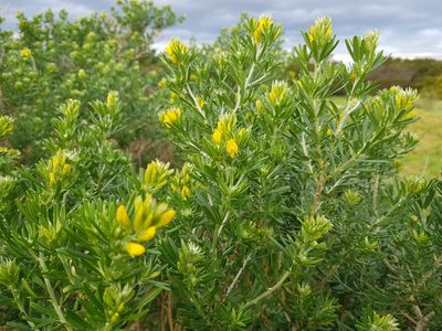 Genista linifolia, photographed by Lek Khauv