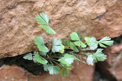 Actiniopteris radiata, photographed by liam1294