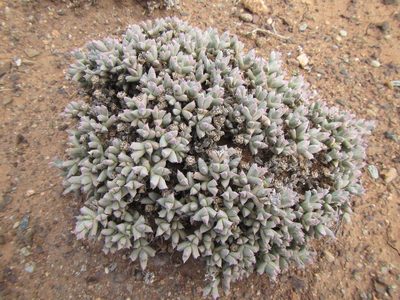 Ruschia laxipetala, photographed by douglaseustonbrown