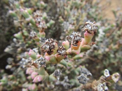 Ruschia grisea, photographed by douglaseustonbrown