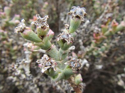 Ruschia grisea, photographed by douglaseustonbrown