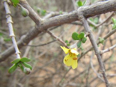 Roepera lichtensteiniana, photographed by douglaseustonbrown