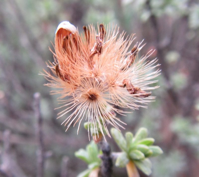 Pteronia ciliata, photographed by douglaseustonbrown