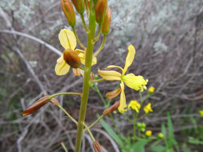 Bulbine navicularifolia, photographed by douglaseustonbrown