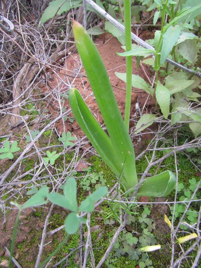 Bulbine navicularifolia, photographed by douglaseustonbrown