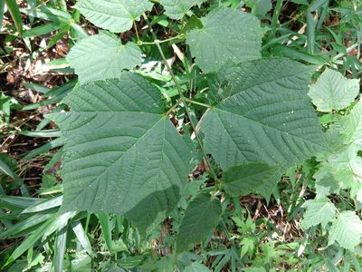 Acer rufinerve, photographed by Quentin Groom