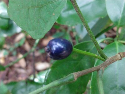 Alangium platanifolium, photographed by Quentin Groom