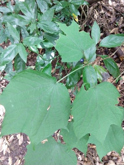 Alangium platanifolium, photographed by Quentin Groom