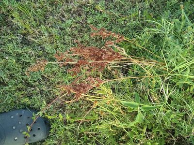 Juncus marginatus, photographed by Clay