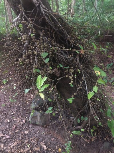 Ficus semicordata, photographed by P Jeganathan