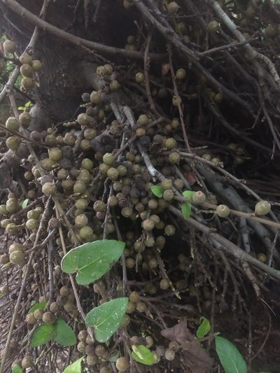 Ficus semicordata, photographed by P Jeganathan