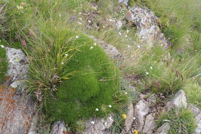 Gypsophila tenuifolia, photographed by Dmitriy Bochkov