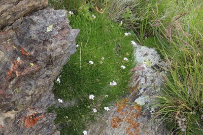 Gypsophila tenuifolia, photographed by Dmitriy Bochkov