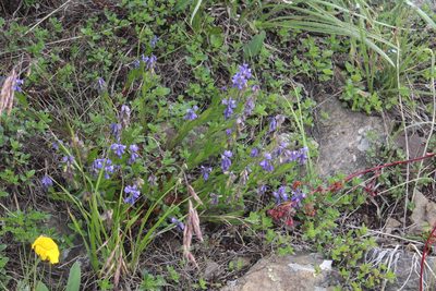 Polygala alpicola, photographed by Dmitriy Bochkov