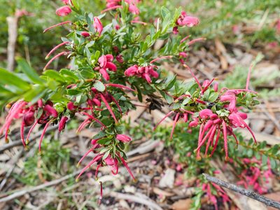 Grevillea baueri, photographed by Nathan Odgers