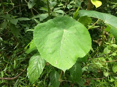 Macaranga peltata, photographed by P Jeganathan
